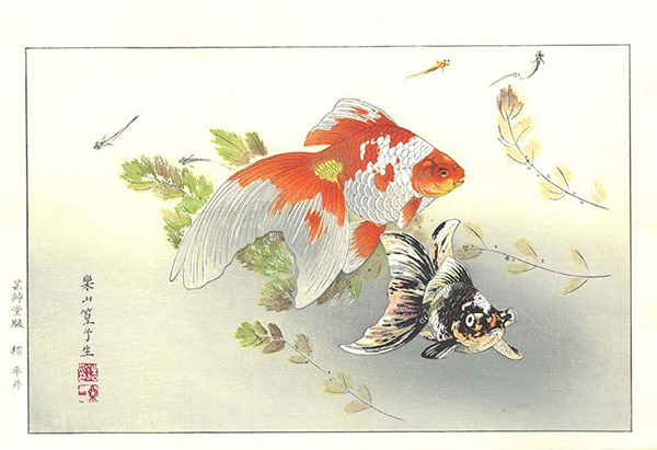 Kyoko Hirai  Medaka and Goldfish 2019 14 x 9" mokuhanga